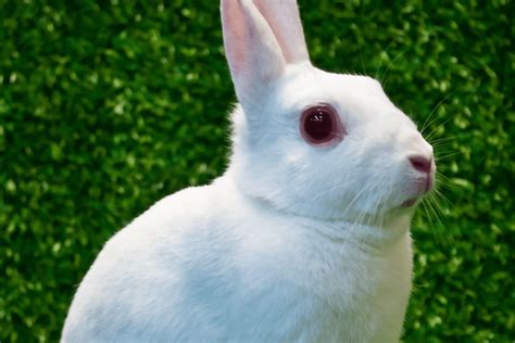 Exploring the Personal Life of the Petite Rabbit