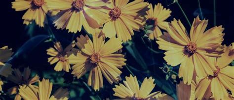 Exploring the Personal Significance of Dreams Featuring Yellow Blossoms