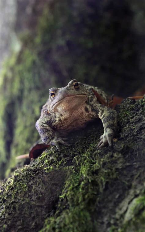 Exploring the Possible Emotional Associations of Toads Emerging From Within