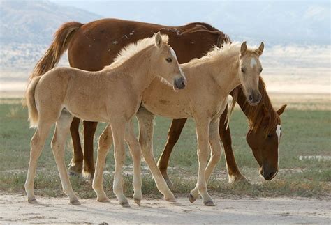 Exploring the Possible Link Between Brown Equines and Inner Aspirations