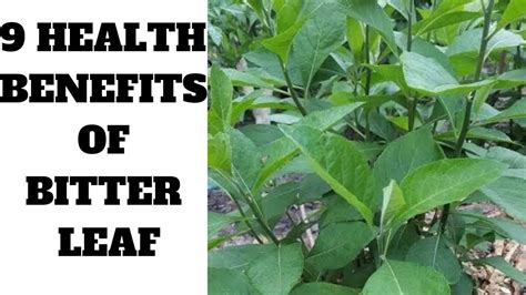 Exploring the Potential Health Advantages of Bitter Leaf