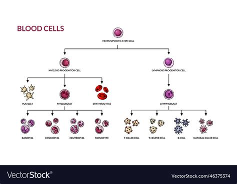 Exploring the Potential Health Significance of Blood Cell-Related Dreams