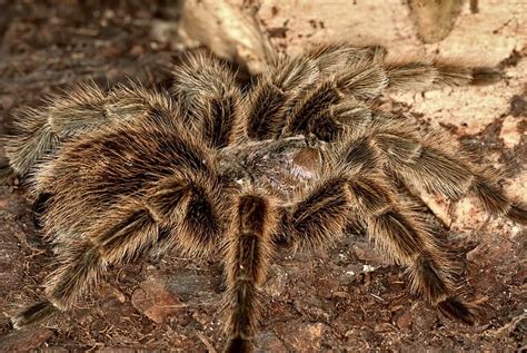 Exploring the Potential Influence of Fear and Anxiety on Dreaming about Holding A Tarantula