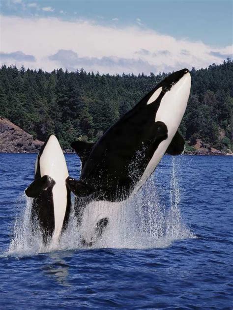 Exploring the Potential Messages from the Subconscious in Orca Dreams