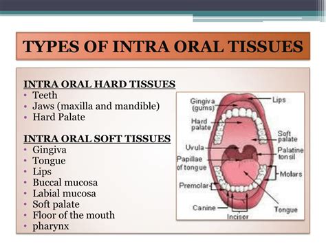 Exploring the Potential Origins of Dreams Involving Tissue in the Oral Cavity