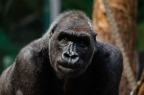 Exploring the Potential Physiological Factors Influencing Dreams Involving the Demise of Gorillas