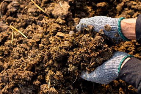 Exploring the Potential of Human Manure as Fertilizer