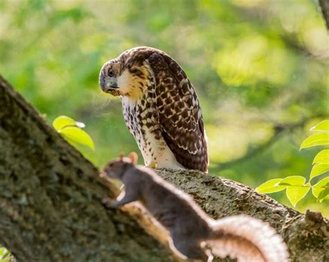 Exploring the Power and Significance of the Majestic Bird and Incorporating its Symbolism into Daily Life