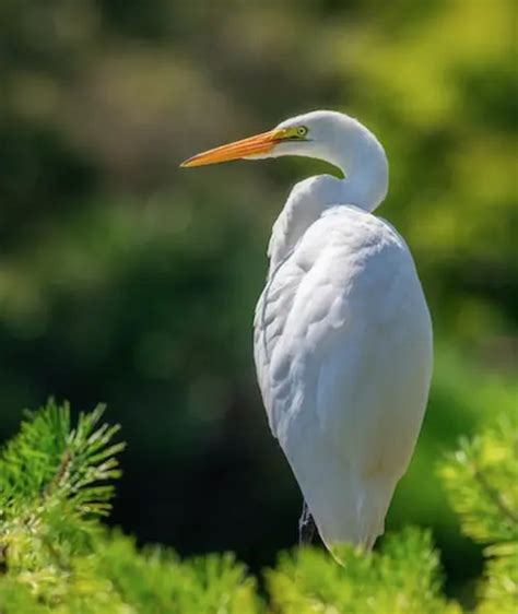 Exploring the Presence of White Heron Symbolism in Art and Literature: Gaining Insight into Symbolic Representation