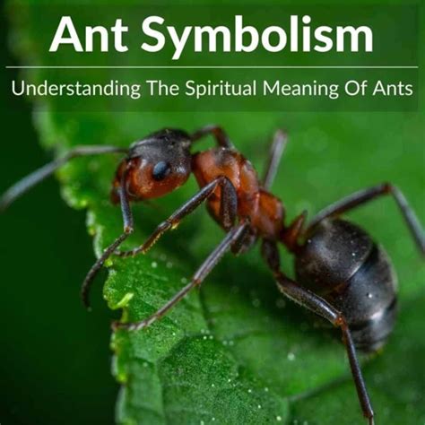 Exploring the Profound Psychological Significance of Ant Dreams