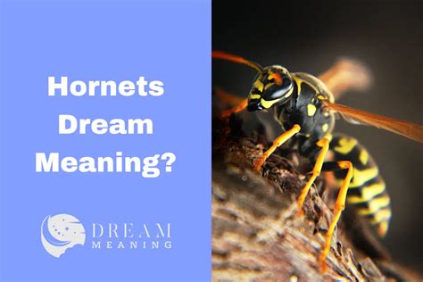 Exploring the Profound Significance of Dreams Involving Hornets