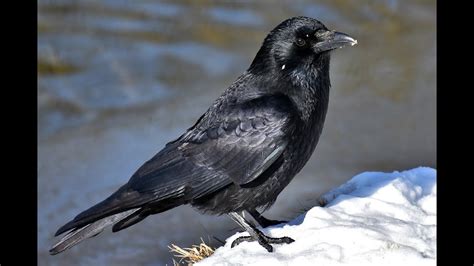 Exploring the Psychological Analysis of a Raven's Presence in a Reverie