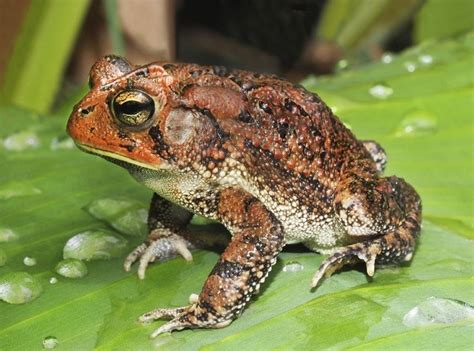 Exploring the Psychological Interpretations of Toad Dreaming