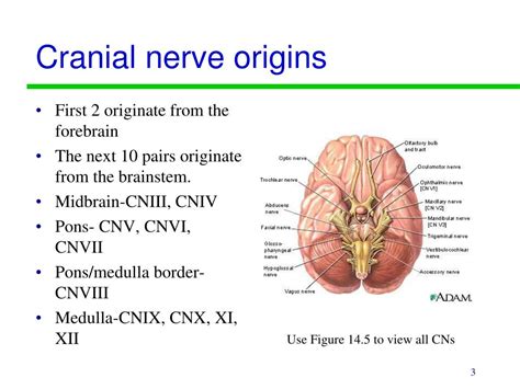 Exploring the Psychological Origins of Cranial Ingestion Fantasies