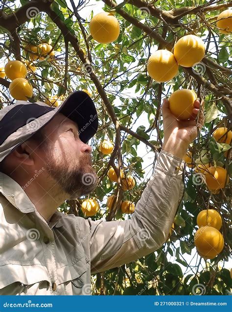 Exploring the Psychological Significance: What Harvesting Citrus Reveals About Your Subconscious