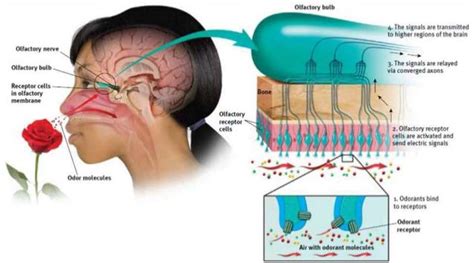 Exploring the Psychological Significance of Displeasing Odors