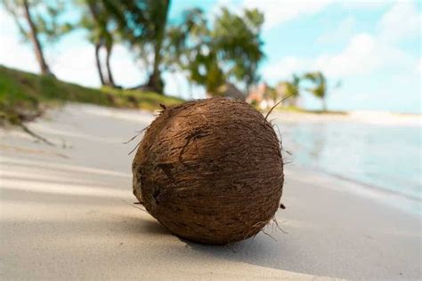 Exploring the Psychological Significance of Dreaming About Acquiring Coconut