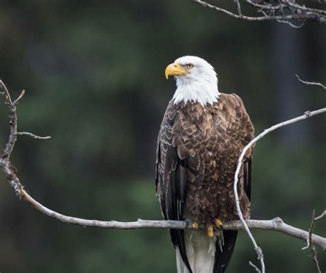 Exploring the Psychological Significance of Dreaming About a Lifeless Bald Eagle