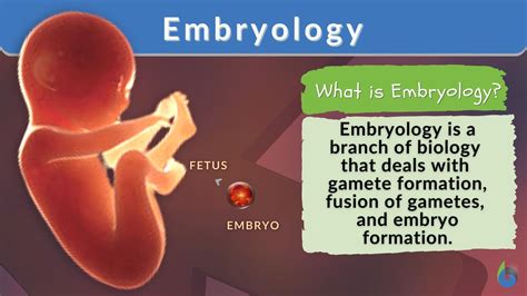 Exploring the Psychological Significance of Embracing an Embryo