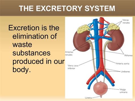 Exploring the Psychological Significance of Others' Intestinal Excretion in Dreams