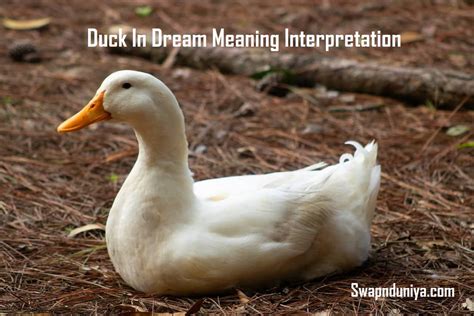 Exploring the Psychological Significance of Waterfowl in Dreams