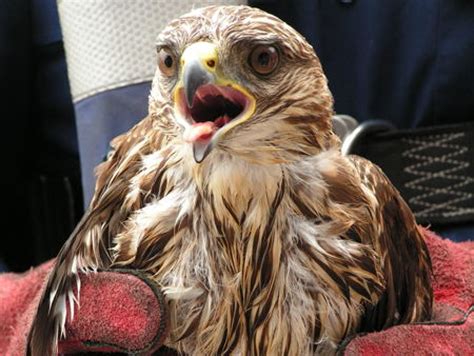 Exploring the Psychological Significance of the Injured Bird of Prey