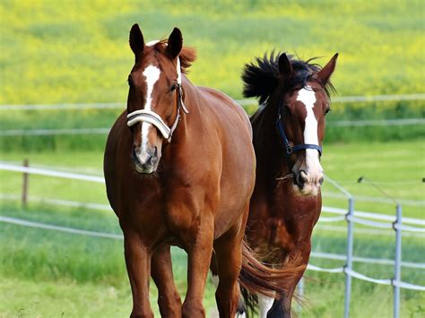 Exploring the Relationship between Riding a Petite Equine Companion and Inner Empowerment