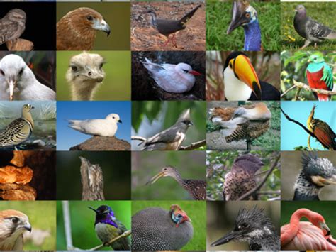 Exploring the Richness of Avian Species: A Fascinating Journey into the Diversity of Bird Life