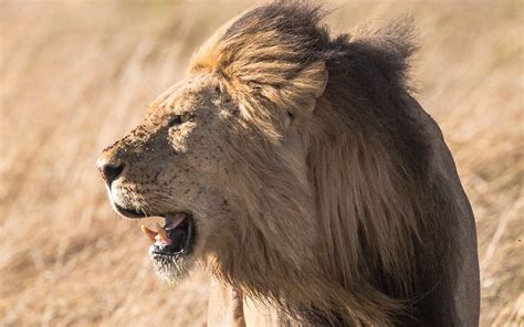 Exploring the Roar: Decoding the Vocalizations and Communication of Majestic Felids