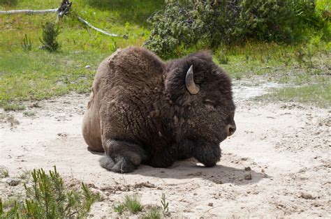 Exploring the Role of Fear and Helplessness in Bison Encounter Nightmares