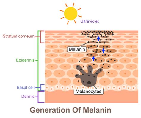 Exploring the Role of Melanin and its Impact on Skin Tone