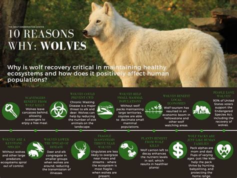 Exploring the Role of Young Wolves in Maintaining Ecosystem Harmony