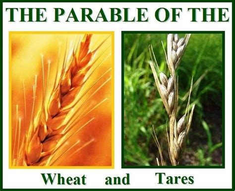 Exploring the Sacred Significance of Wheat in Mythology and Religion