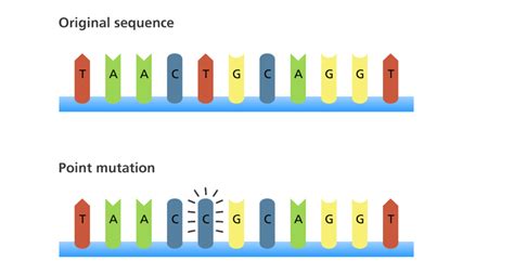 Exploring the Scientific Basis of Shape Alteration: Could Genetic Mutations Enable Transformation Possibilities?