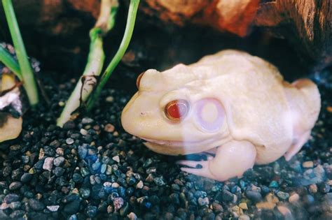 Exploring the Scientific Significance of Albino Frogs: From Folklore to Empirical Exploration