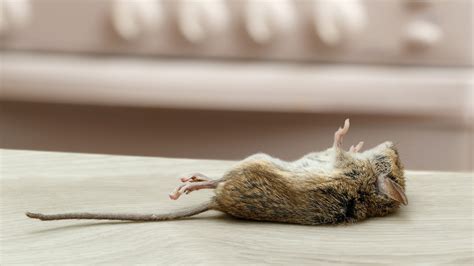 Exploring the Significance: Decoding Your Personal Encounter with Deceased Rodents