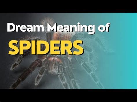 Exploring the Significance of Arachnid Reveries