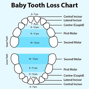 Exploring the Significance of Baby Teeth Loss in the Context of Relationships