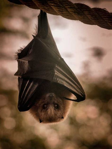 Exploring the Significance of Bat Dreams in Different Scenarios