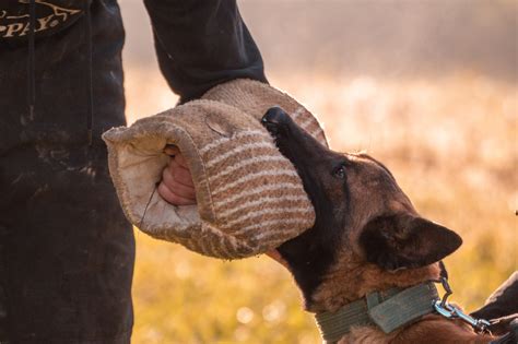 Exploring the Significance of Canine Biting in Dreams