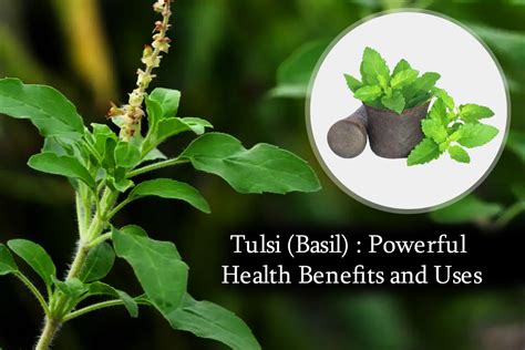 Exploring the Significance of Consuming Tulsi Leaves in Various Cultural Contexts