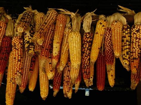 Exploring the Significance of Corn in Indigenous Cultures through History