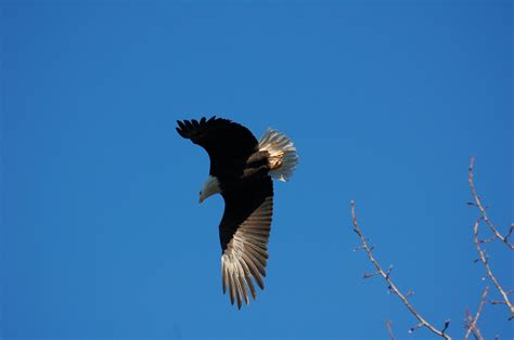 Exploring the Significance of Dreaming about the Act of Taking the Life of a Majestic Bird of Prey