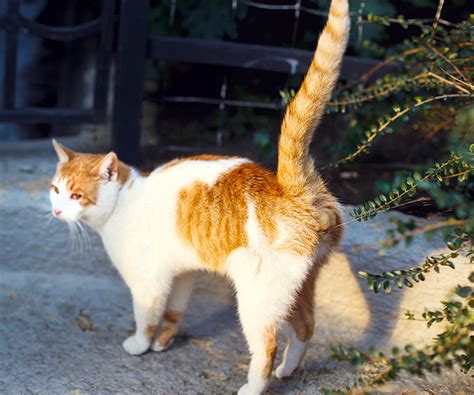 Exploring the Significance of Ebony Felines Marking Their Territory