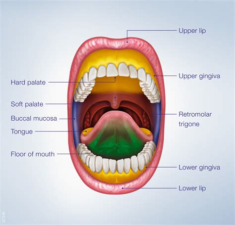 Exploring the Significance of Grit in One's Oral Cavity