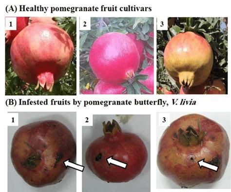 Exploring the Significance of Infested Fruits in Dreamscapes