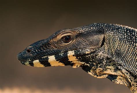 Exploring the Significance of Lizard Descent in Various Cultures