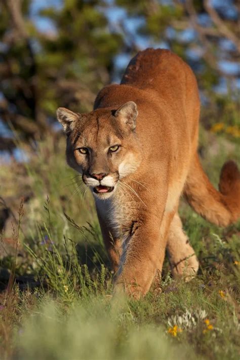 Exploring the Significance of Mountain Lion Aggression in Dream Interpretation