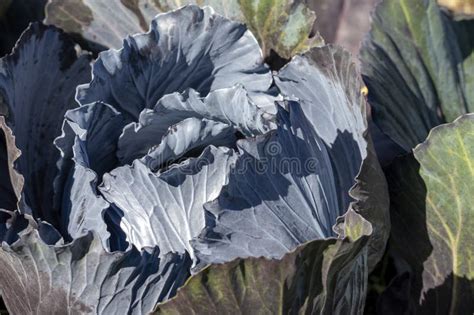 Exploring the Significance of Pale Brassica oleracea: Deciphering the True Essence of Alabaster Cabbage Dreams