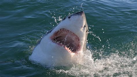 Exploring the Significance of Power and Control in Dreams Involving Shark Attacks